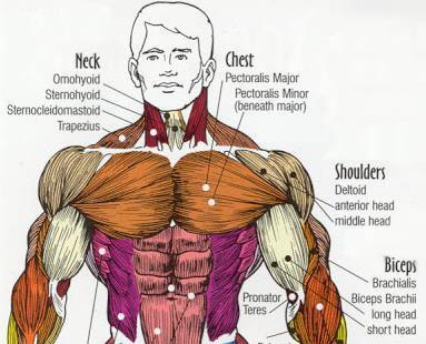 Workout Anatomy Chart