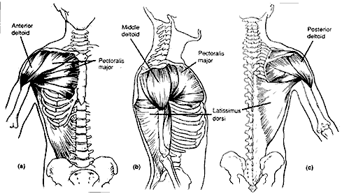 Bodybuilding Exercises Pictures Training Pdf In Hindi