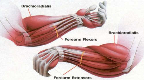 Best Forearm Exercise