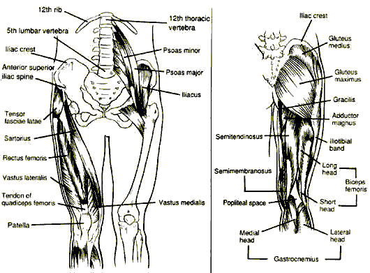 muscles in leg. leg picture - leg anatomy