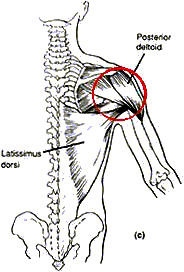 Rear deltoid muscle