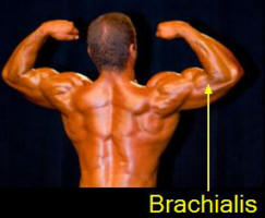 The brachialis muscle looks awesome when fully developed!