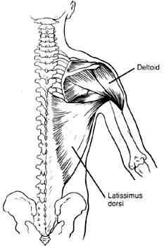 Shoulder Exercises Workouts Deltoid To Build Wide Lateral Raise Machine