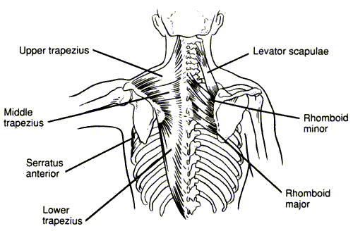 shoulders workout attitude