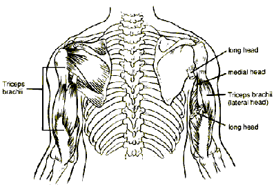 Arm Exercises, Bicep Exercises, Tricep Exercises