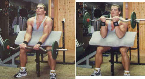 Preacher EZ bar bicep curls