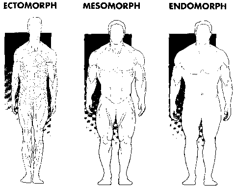 Body Types: Ectomorph, Mesomorph, Endomorph