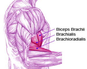 Hammer Curls Working The Biceps Bracialis